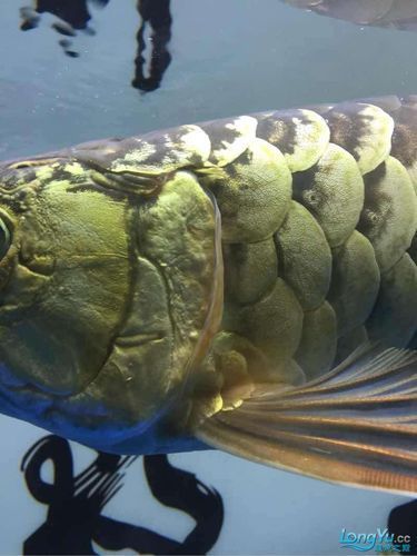 給我一些龍魚翻鰓病的圖片，如何判斷龍魚是否患翻鰓病？