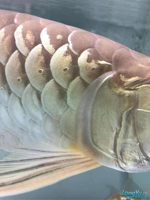 給我一些龍魚翻鰓病的圖片，如何判斷龍魚是否患翻鰓病？