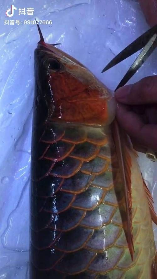 給我一些龍魚翻鰓病的圖片，如何判斷龍魚是否患翻鰓病？