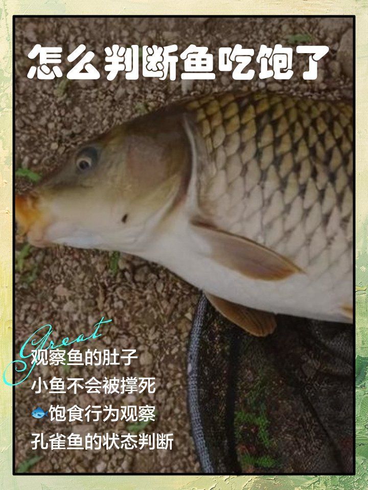 如何判斷魚是否吃飽？，如何判斷魚是否吃飽