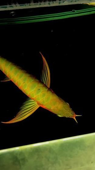 綠底紅龍魚的價格是多少？
