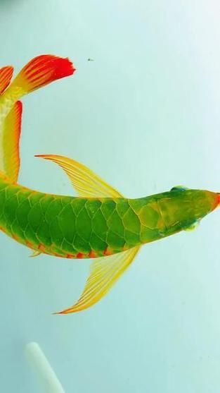 綠底紅龍魚的價格是多少？