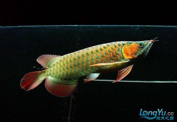 綠底紅龍魚的價格是多少？