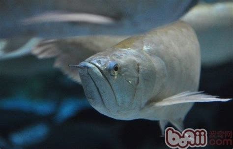 龍魚浮頭最簡(jiǎn)單三個(gè)步驟，龍魚浮頭怎么辦
