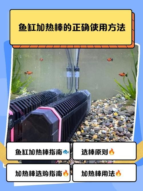 如何安全地家庭飼養鱉