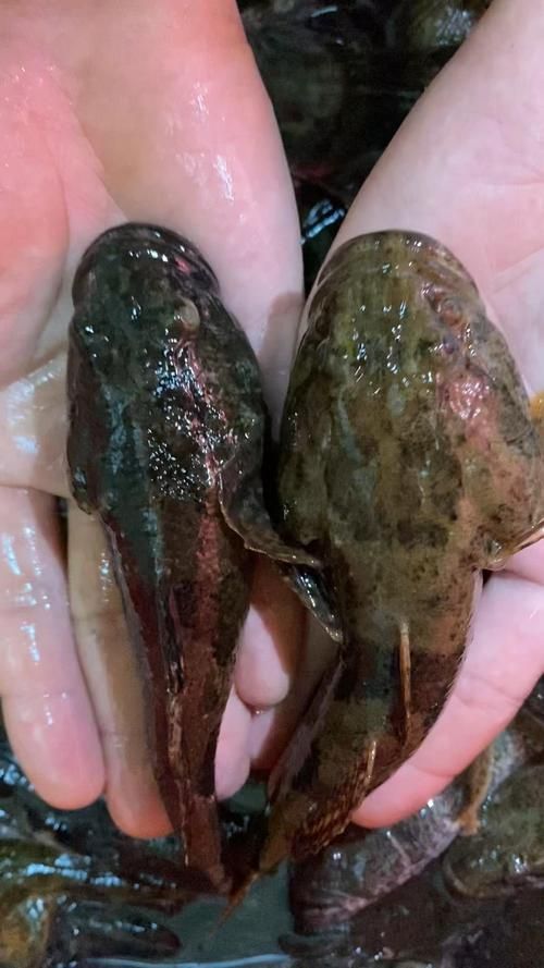 如何辨別真假沙龍魚？，如何辨別沙龍魚