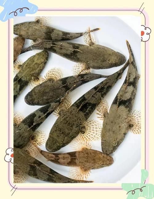 如何辨別真假沙龍魚？，如何辨別沙龍魚