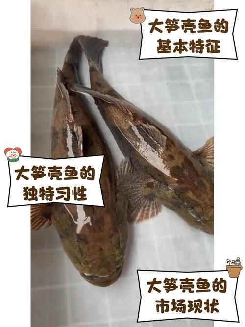 如何辨別真假沙龍魚？，如何辨別沙龍魚
