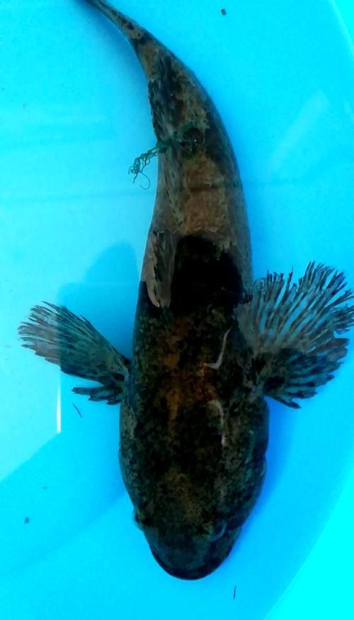 如何辨別真假沙龍魚？，如何辨別沙龍魚