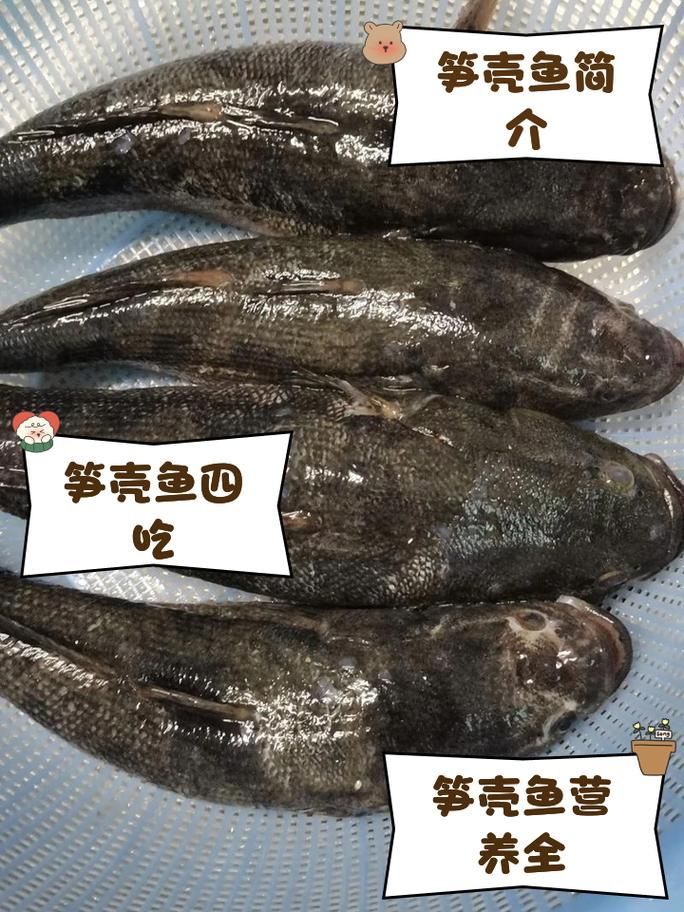 如何辨別真假沙龍魚？，如何辨別沙龍魚