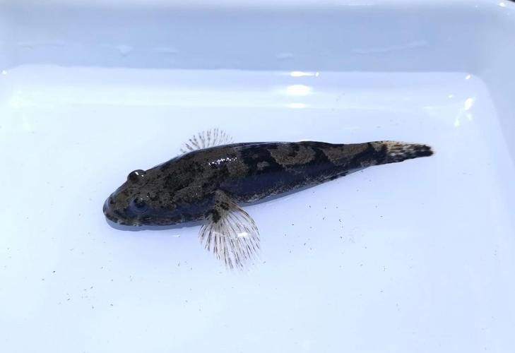 如何辨別真假沙龍魚？，如何辨別沙龍魚