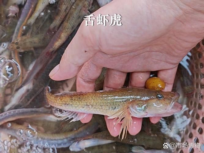 如何辨別真假沙龍魚？，如何辨別沙龍魚