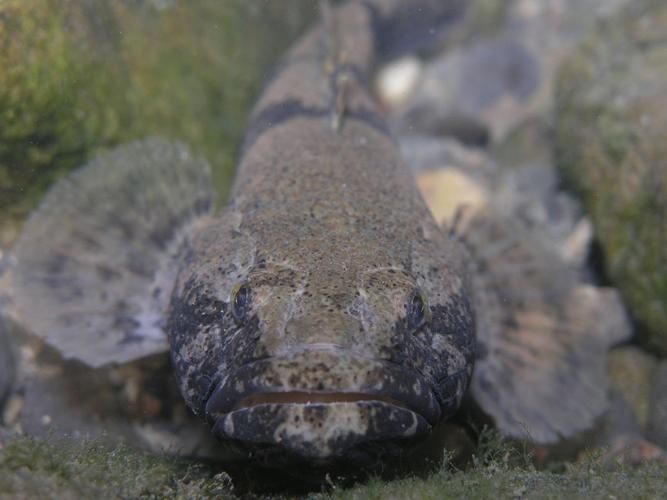 如何辨別真假沙龍魚？，如何辨別沙龍魚