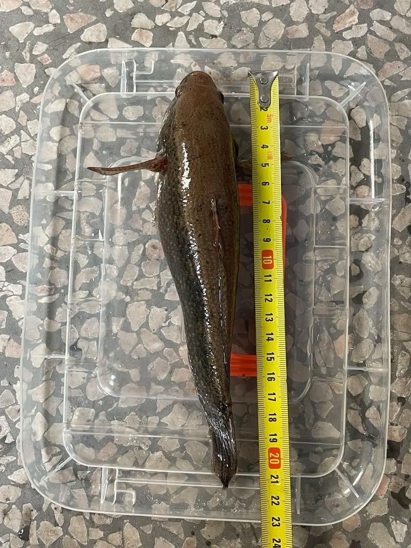 如何辨別真假沙龍魚？，如何辨別沙龍魚