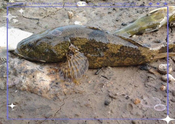 如何辨別真假沙龍魚？，如何辨別沙龍魚