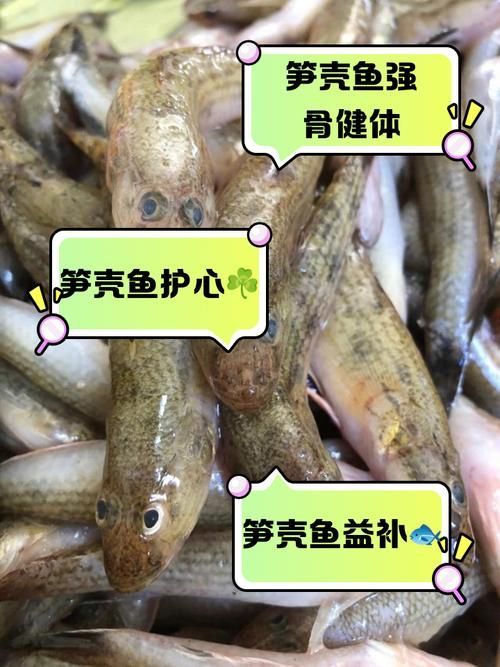 如何辨別真假沙龍魚？，如何辨別沙龍魚