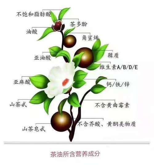 央視唯一認可的食用油