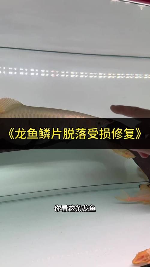 如何判斷龍魚黑鱗病是否好轉，如何判斷龍魚黑鱗病好轉