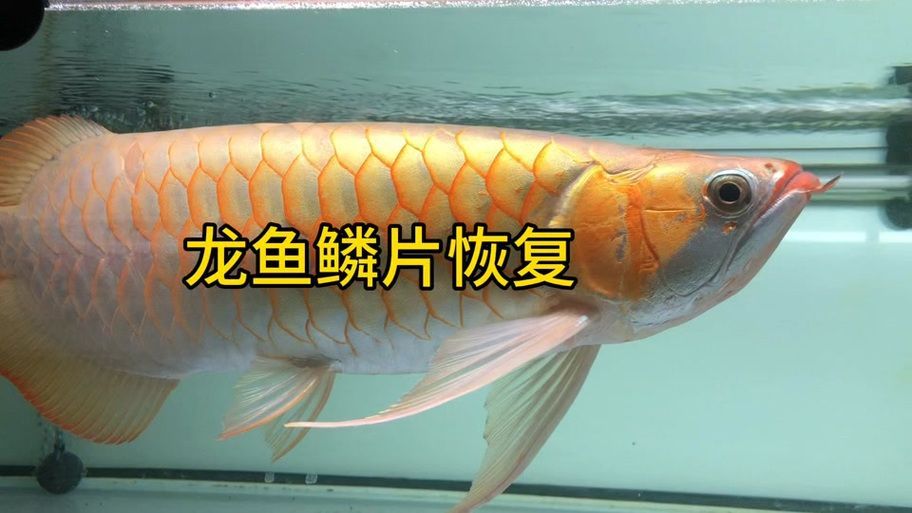 如何判斷龍魚黑鱗病是否好轉，如何判斷龍魚黑鱗病好轉