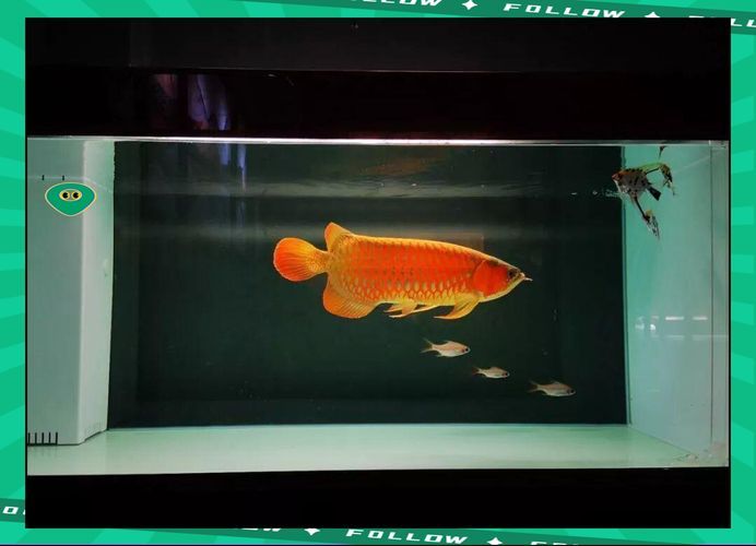 龍魚買回來15天不吃，龍魚15天不吃食會餓死嗎