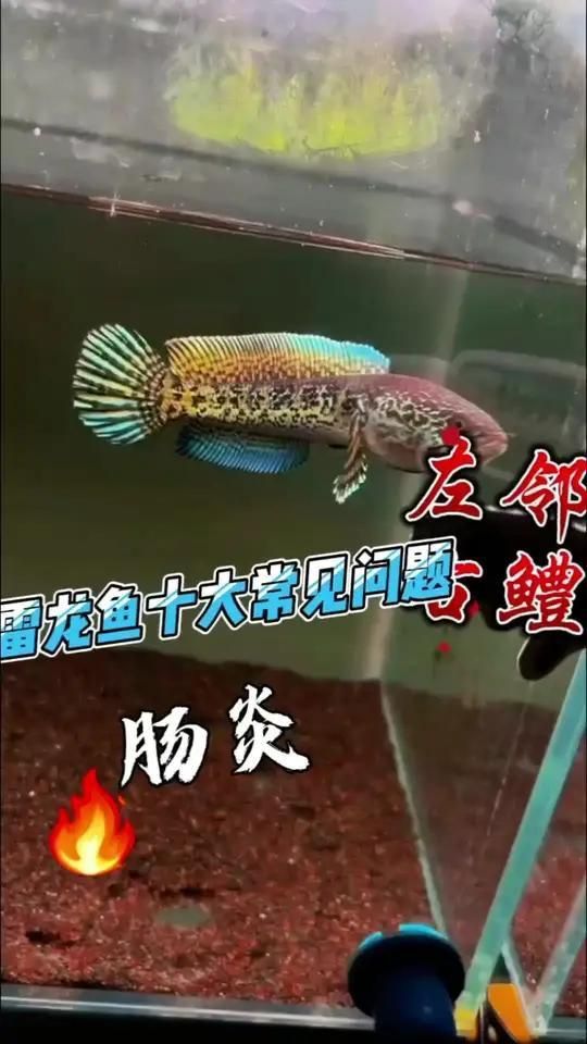 雷龍魚腸炎多久會(huì)死，雷龍魚腸炎的致死時(shí)間