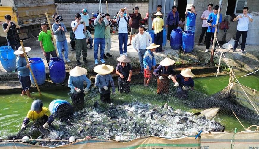 茂南龍魚的市場價格是多少？，茂南龍魚市場價格是多少茂南龍魚市場價格是多少