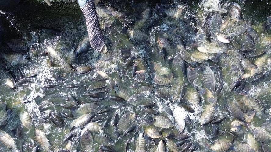 茂南龍魚的市場價格是多少？，茂南龍魚市場價格是多少茂南龍魚市場價格是多少