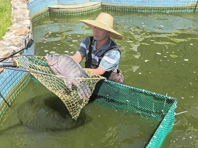 茂南龍魚的市場價格是多少？，茂南龍魚市場價格是多少茂南龍魚市場價格是多少