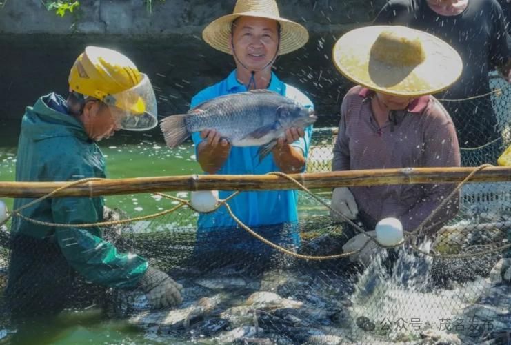 茂南龍魚的市場價格是多少？，茂南龍魚市場價格是多少茂南龍魚市場價格是多少