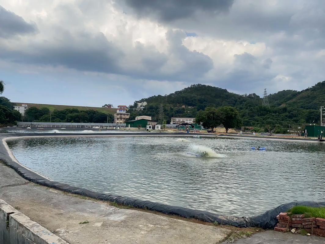 茂南龍魚的市場價格是多少？，茂南龍魚市場價格是多少茂南龍魚市場價格是多少