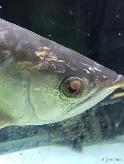 金龍魚常見病圖片大全，如何預防金龍魚常見病？