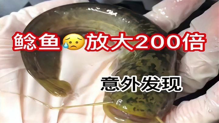 如何判斷魚類是否因疫病死亡
