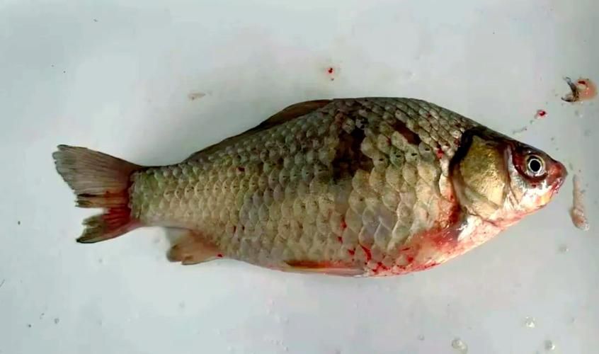 如何判斷魚類是否因疫病死亡