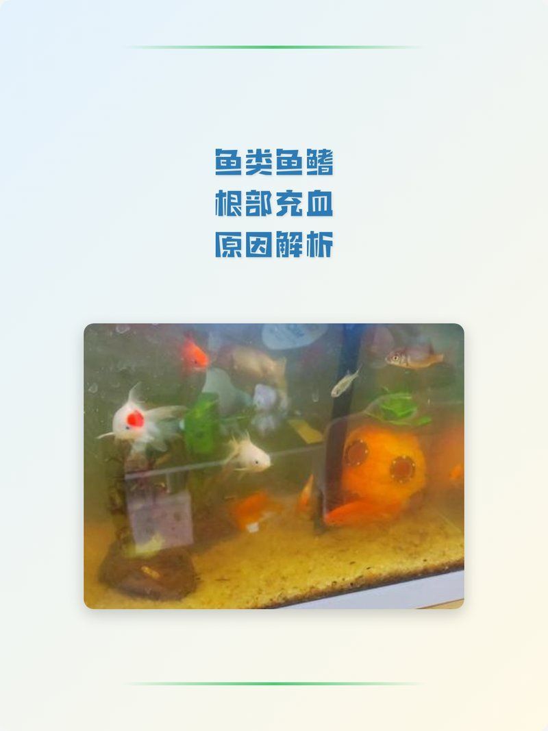 魚鰭根部充血發紅，魚鰭根部充血發紅原因與解決東莞鑫晟達水族魚類魚鰭根部充血發紅