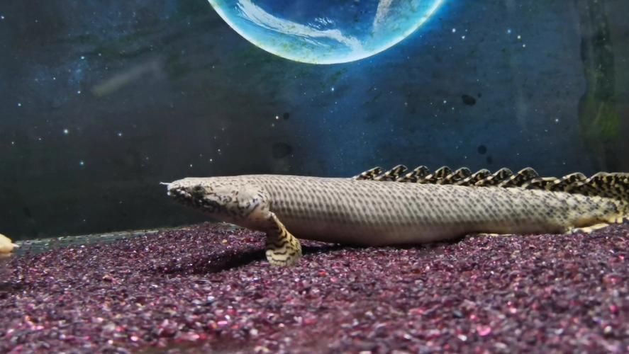 還有哪些恐龍魚品種性價比高，恐龍魚性價比如何