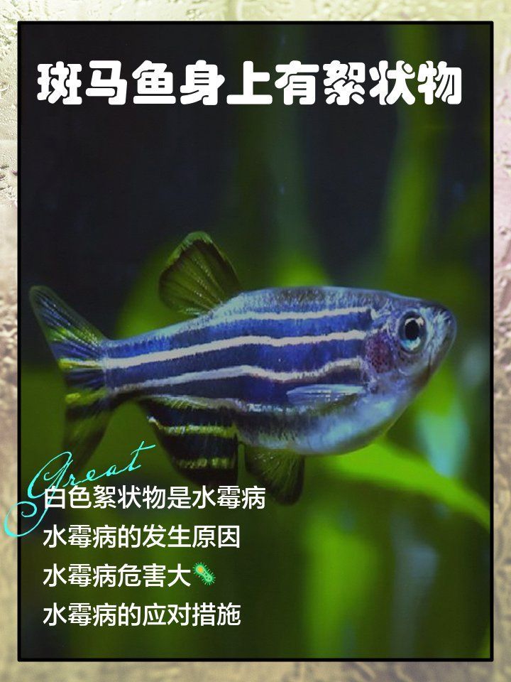 魚的真菌和細菌感染如何區分，如何判斷水中有水霉現在知道還不晚!