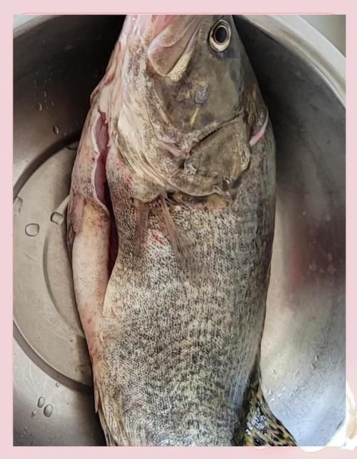 十大暴利淡水魚，十大暴利淡水魚市場中的十大暴利淡水魚市場中的十大利潤