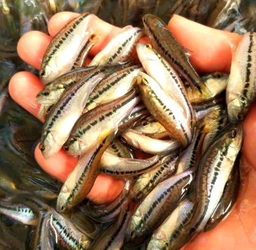 十大暴利淡水魚，十大暴利淡水魚市場中的十大暴利淡水魚市場中的十大利潤