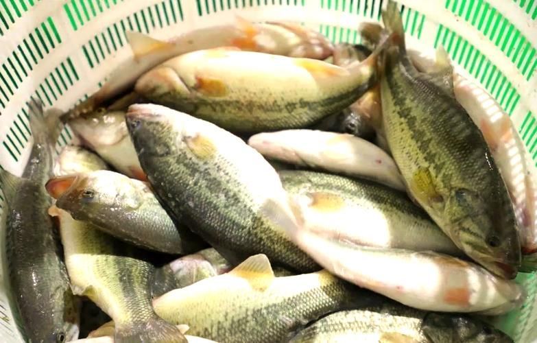 十大暴利淡水魚，十大暴利淡水魚市場中的十大暴利淡水魚市場中的十大利潤