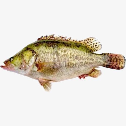 十大暴利淡水魚，十大暴利淡水魚市場中的十大暴利淡水魚市場中的十大利潤