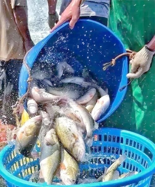 十大暴利淡水魚，十大暴利淡水魚市場中的十大暴利淡水魚市場中的十大利潤