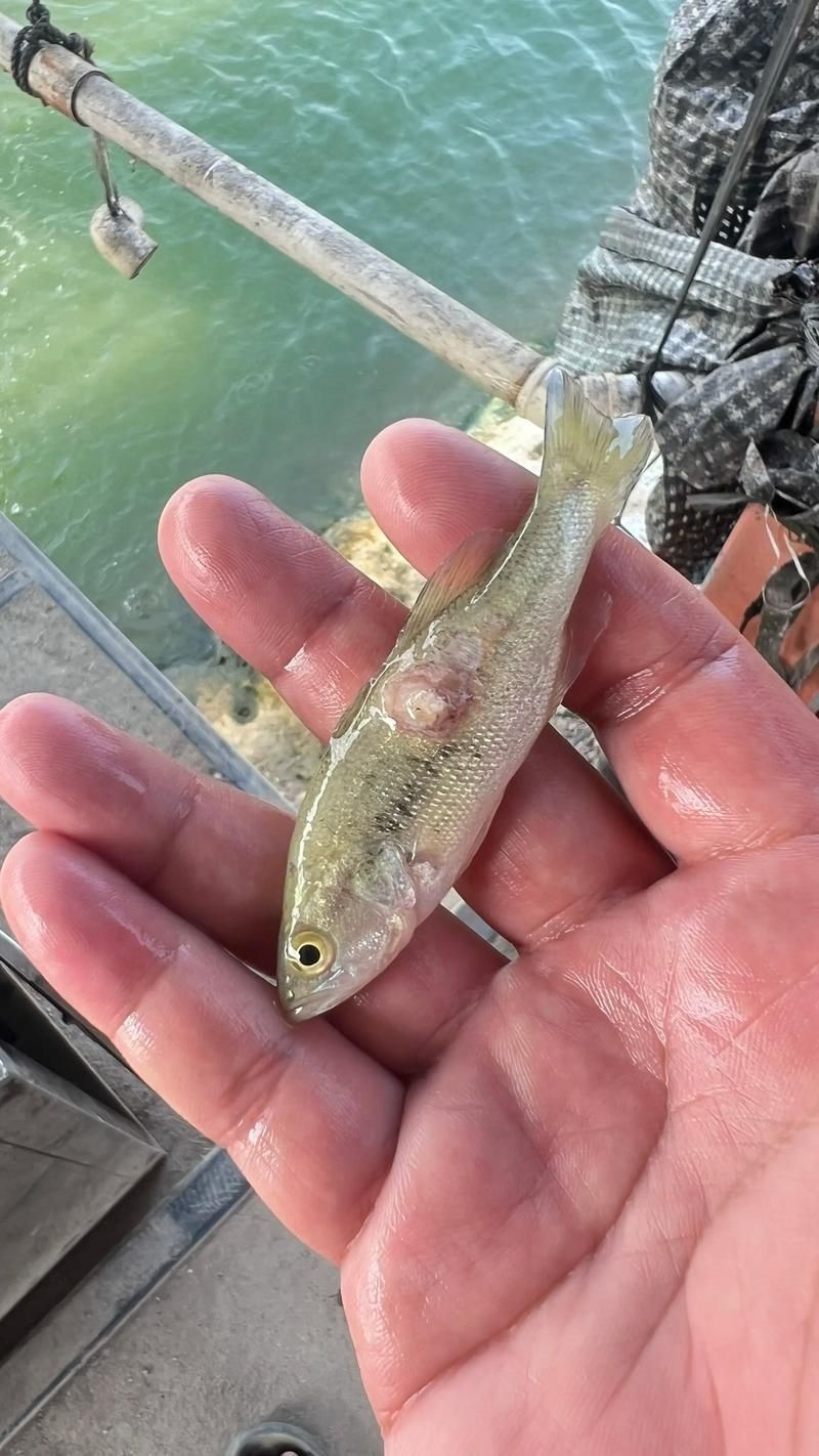 十大暴利淡水魚，十大暴利淡水魚市場中的十大暴利淡水魚市場中的十大利潤