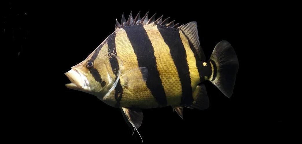 赤焰中國虎魚有哪些獨特特征？，“赤焰中國虎魚”并非正式學名赤焰中國虎魚并非正式學名