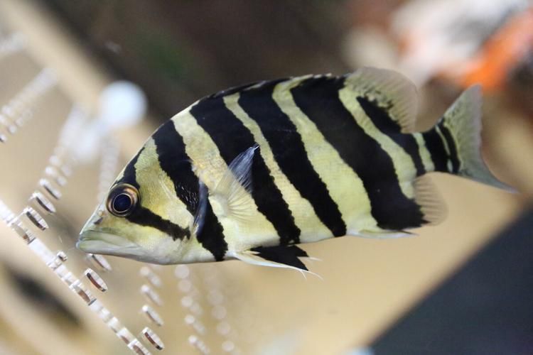 赤焰中國虎魚有哪些獨特特征？，“赤焰中國虎魚”并非正式學名赤焰中國虎魚并非正式學名
