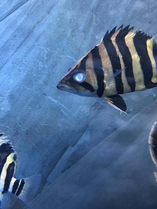 赤焰中國虎魚有哪些獨特特征？，“赤焰中國虎魚”并非正式學名赤焰中國虎魚并非正式學名
