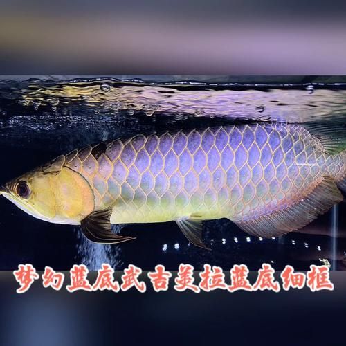 給我一些辨別武吉美拉過背金龍魚真偽的圖片