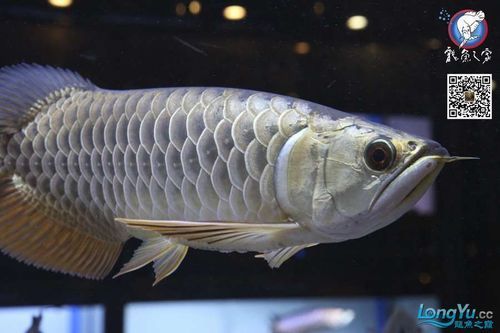 給我一些辨別武吉美拉過背金龍魚真偽的圖片