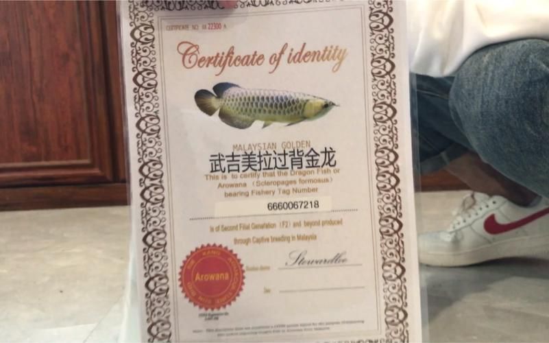 給我一些辨別武吉美拉過背金龍魚真偽的圖片