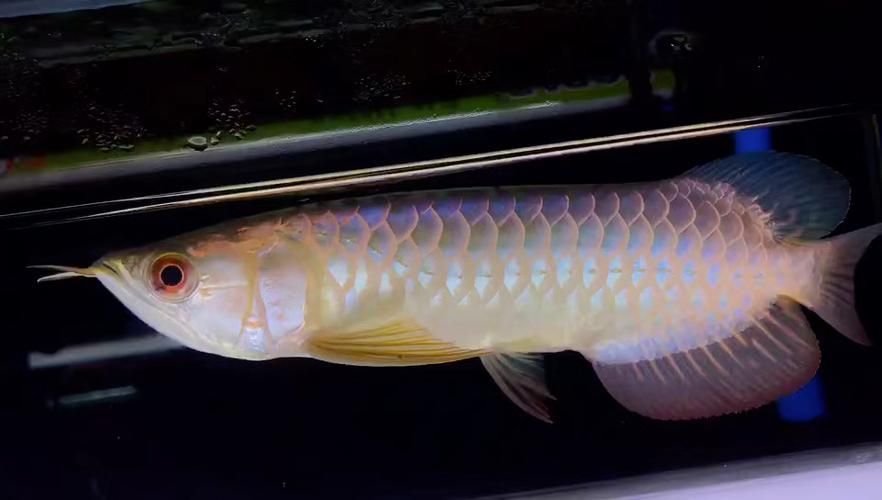 給我一些辨別武吉美拉過背金龍魚真偽的圖片