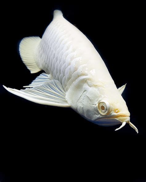 龍魚白白的圖片高清大圖，龍魚白白圖片高清大圖